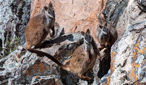 Conservation: Brush-tailed rock-wallaby | NSW National Parks