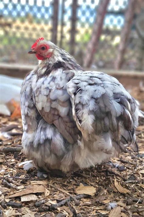 Blue Cochin Bantam Bear River Valley Co Op Off