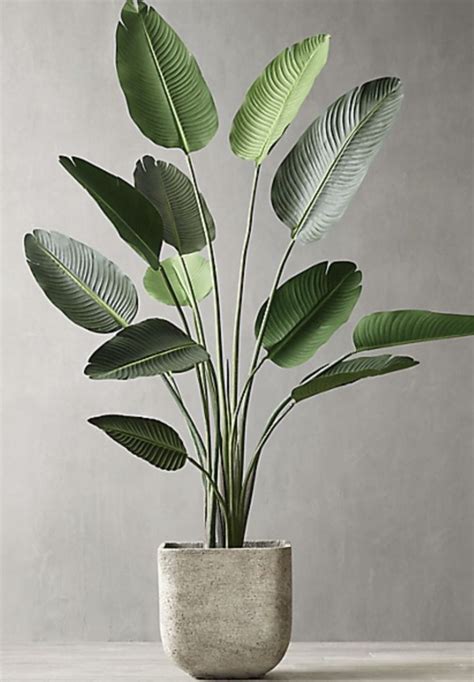 A Potted Plant Sitting On Top Of A Table