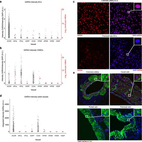 GATA4 Expression Validated On Protein Level A B Expression