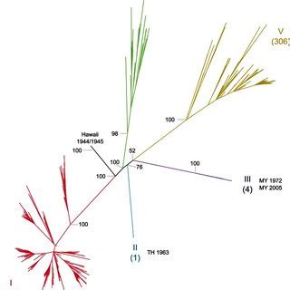 The Phylogeny Was Inferred Using A Maximum Likelihood Analysis Of 1583