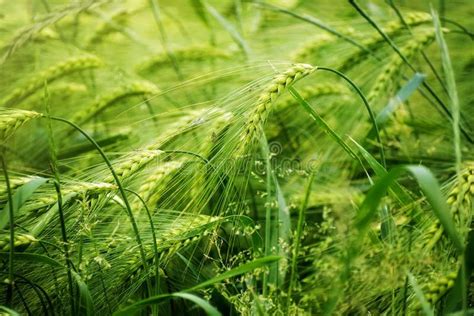 green barley field