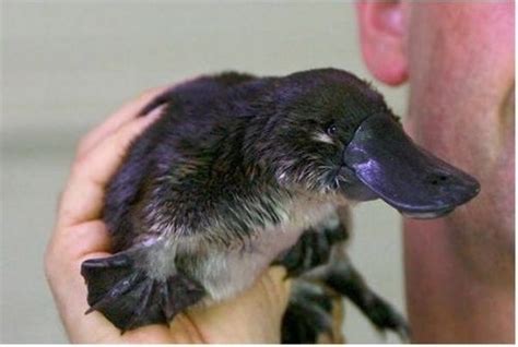 15 Pictures Of Baby Platypuses That'll Make Your Heart Melt