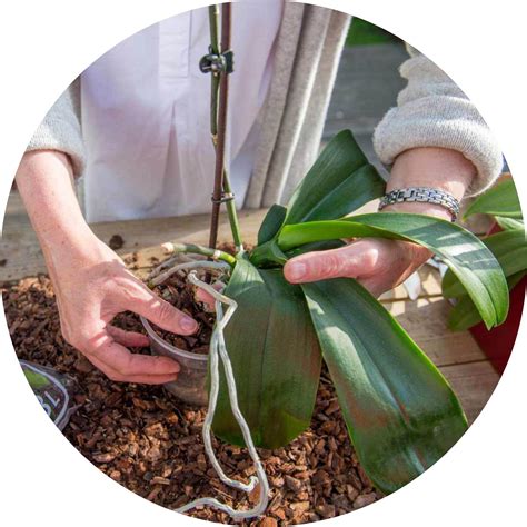 tips tricks voor orchideeën Tuincentrum Pelckmans