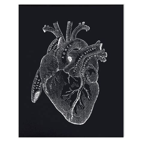 Anatomy Heart Print - Vintage Reproduction Poster. Black white Beating heart Educational Biology ...