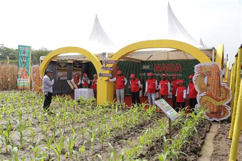 Benih Jagung Syngenta Bisa Dibeli Di Official Store E Commerce