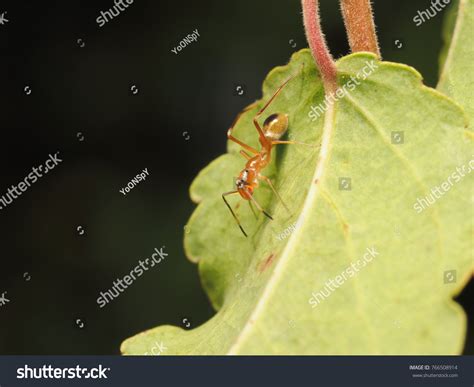 Myrmarachne Plataleoides Kerengga Antlike Jumper Stock Photo