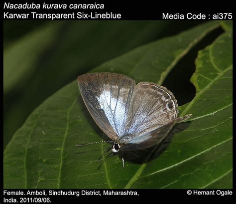 Nacaduba Kurava Butterfly