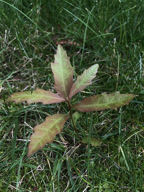 Is this a harmless weed or poisonous? Found in my backyard in northern