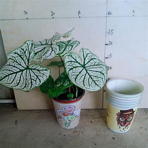 Xiamen Friendship Bridge Co Ltd A Professional Live Plants Supplier