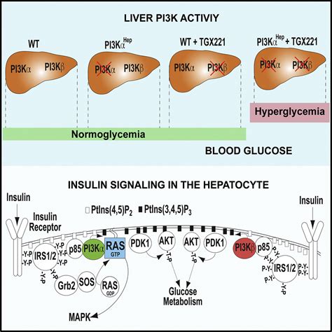 Insulin Driven Pi K Akt Signaling In The Hepatocyte Is Mediated By