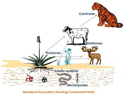 Interdependence In Relationships Among Living Things Ecology