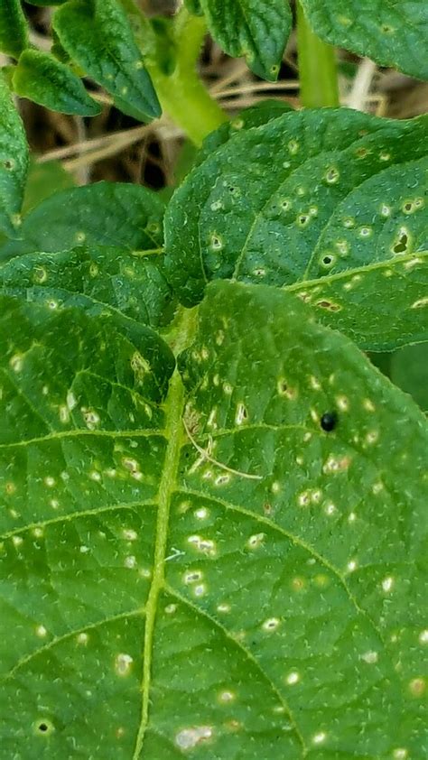 Bug on Potatoes - General Gardening - Growing Fruit