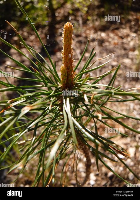 Pine Tree Flower Hi Res Stock Photography And Images Alamy