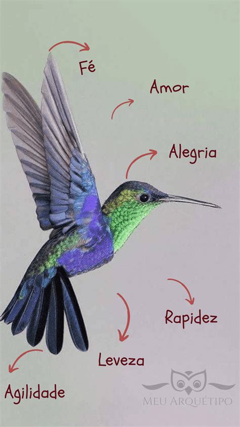 Arqu Tipo Do Beija Flor Leveza E Agilidade