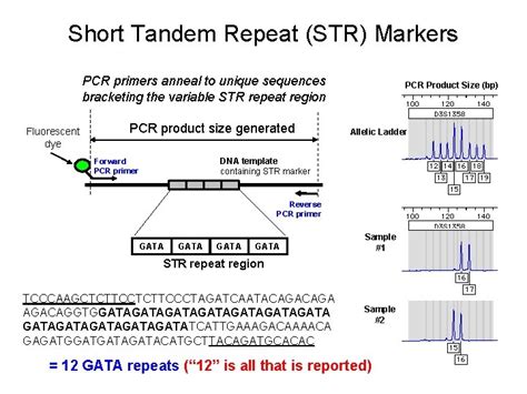 Chapter 8 STR Markers Fundamentals Of Forensic DNA