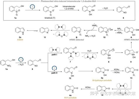 南京大学燕红教授课题组：利用光激发的硝基自由基攫氢反应多样化构建吲哚和吲哚酮类化合物 知乎