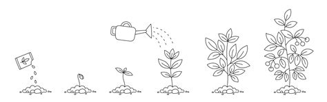 Plant Growth Stages Seedling Development Stage Vector Image