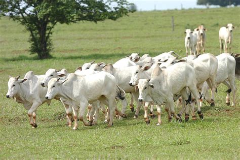 Boi Gordo Tem Forte Alta Em Mato Grosso Arroba Passa De R Para R