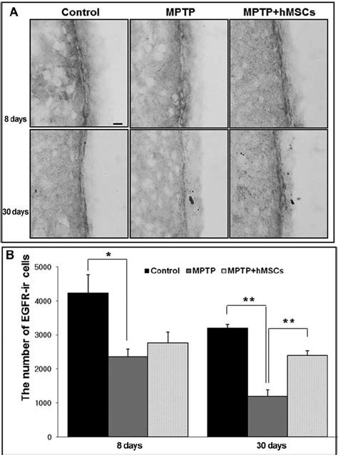 Modulatory Effect Of HMSCs On Expression Of Epidermal Growth Factor