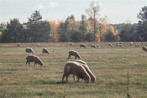 Sheep Nutrition Guide [Feed Requirements per Day] - RaisingSheep.net