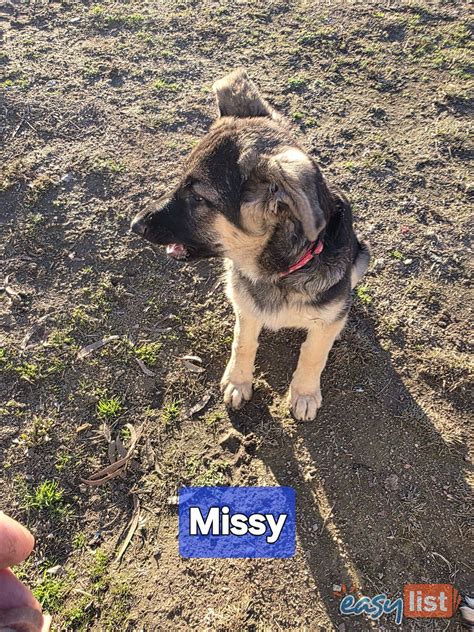 9 German Shepherd Dog Puppies in Australia