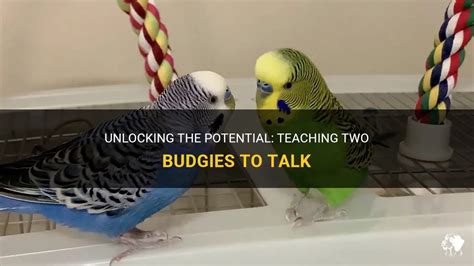 Unlocking The Potential: Teaching Two Budgies To Talk | PetShun