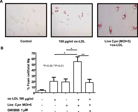 Gw3965 An Lxr Agonist Reduces Oxldl And C Pneumoniae Cpn Induced