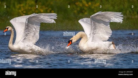 Frankreich Somme Baie De Somme Le Crotoy Marais Du Crotoy Stummer