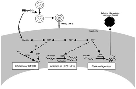 Mechanisms Of Action Of Interferon And Ribavirin In Chronic Hepatitis C