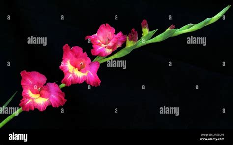 Gladiola Flowers In Studio Setting Against Black Background Stock Photo