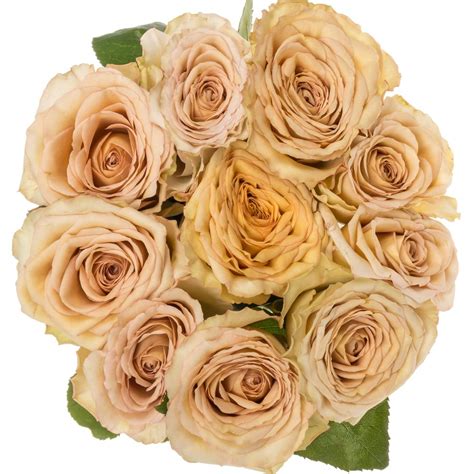 Rose Lachs Bailey Gef Llt Cm Gartenrosen Gef Llt Heyl