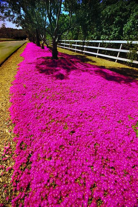 Ice plant flowers. : r/sandiego