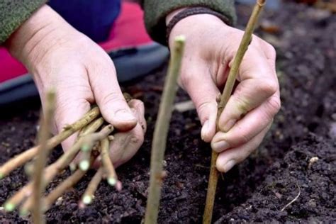 So Vermehren Sie Stachelbeeren Gr Ne Und Verholzte Stecklinge Teilen