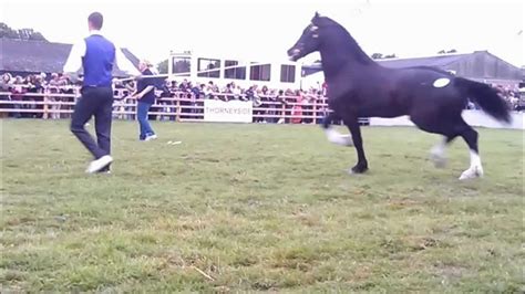 Thorneyside Stud Open Day Welsh Cob Stallions Youtube