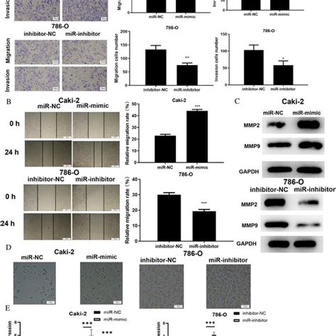 Mir 146b 5p Promotes Migration Invasion And Emt Of Ccrcc Cells A B