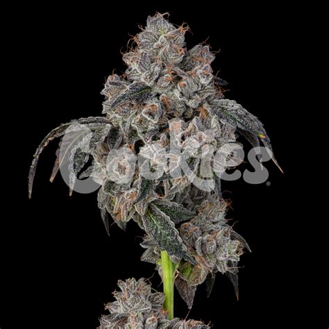 Blueberry Cherries - Cookies Seed Bank