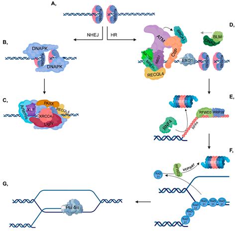 Cancers Free Full Text Ubiquitylation Mediated Fine Tuning Of Dna