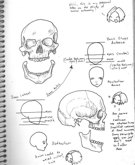 Skull Anatomy Tutorial by TheDrunk on DeviantArt