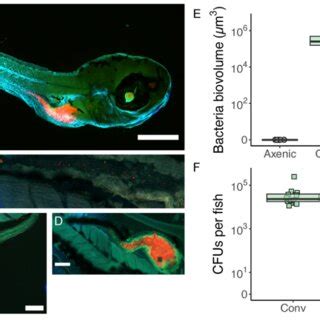 Bacterial Load Was Localized In The Larval Zebrafish Gut And Showed