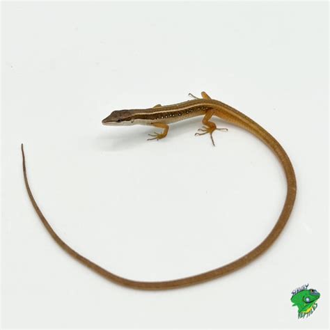 Long Tail Lizard Adult Strictly Reptiles