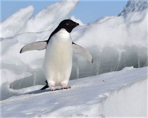 Penguinscience - understanding penguin response to climate and ...