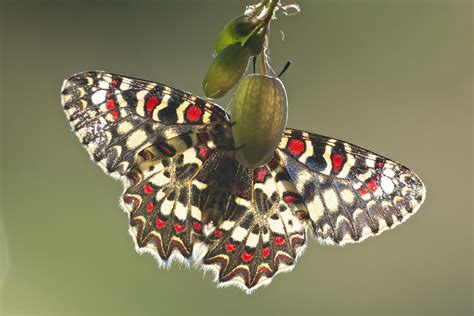 Fondos de pantalla Animales mariposa insecto Lepidóptero flor