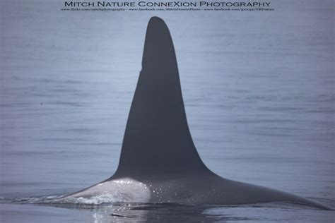 Whales Orca | Nature Connexion