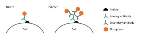 Abcam Antibody Basics Training Abcam