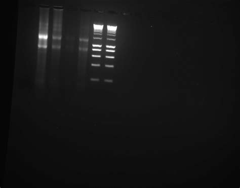 Rna Integrity With Agarose Gel Researchgate