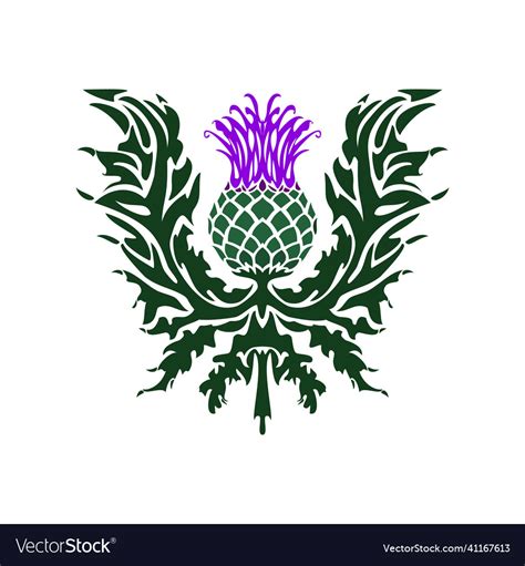 Thistle is the symbol of scotland flower Vector Image