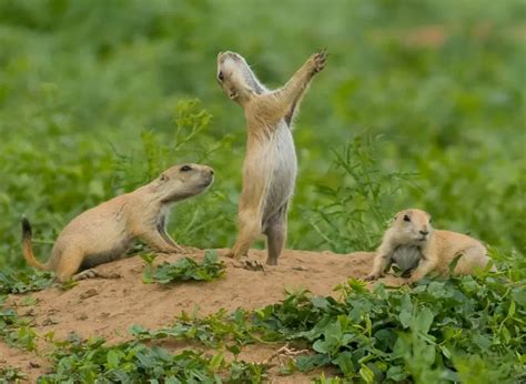 Black-Tailed Prairie Dog - Facts, Diet, Habitat & Pictures on Animalia.bio