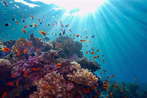 Snorkeling At Port Ghalib Musement