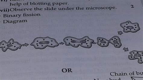 Name The Process By Which Amoeba Reproduces And Draw The Various Stages Of Its Reproduction In